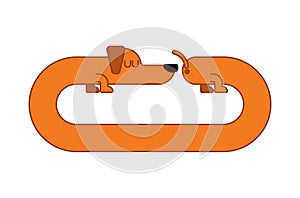 Long Dog Dachshund Isolated. gaunt Home Pet