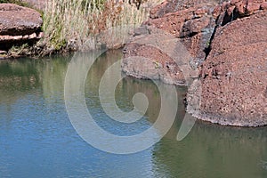 LONG DORMANT GRASS  ON THE VERGE OF A ROCK POOL IN A RIVER IN SOUTH AFRICA