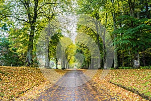 Long Driveway in Autumn