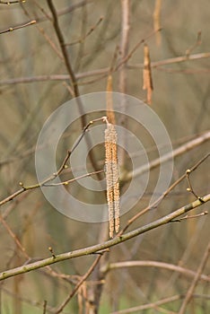 long drooping male catkins of common hazel