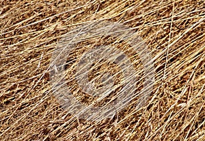 Long dry grass background