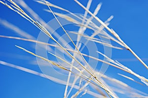 Long dry grass on a clear blue sky background.