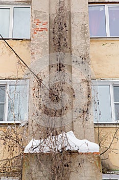 Long, dry ivy climbs the wall of an old shabby house.