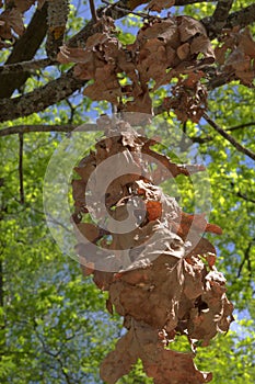 Long dry oak branch, hanging, against green foliage