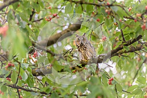 Long-eared (Asio otus) perched on a branch in a cherry tree in an orchard