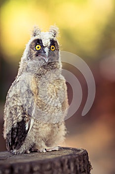 Long-eared baby owl (asio otus) with its fluff still, curiously watching around