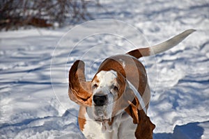 Long eared bassist hound enjoying the snow