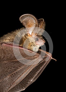 Long-eared bat flying on the dark night