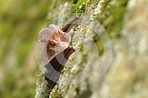 Long eared bat Plecotus auritus