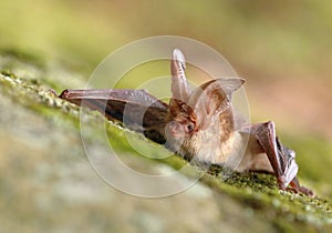 Long eared bat Plecotus auritus