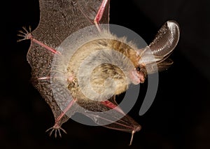 Long-eared bat Plecotus auritus