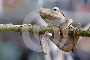 Long Eared Frog Borneo