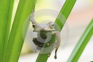 Long Eared Frog Borneo