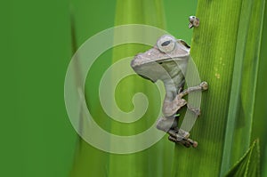 Long Eared Frog Borneo