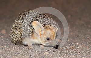 The Long-eared hedgehog in desert