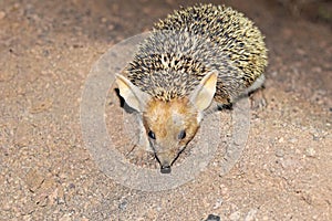 The Long-eared hedgehog in desert , very cute