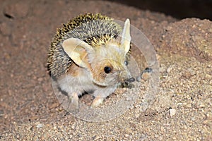 The Long-eared hedgehog in desert , very cute