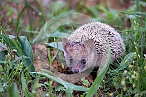 Long-eared hedgehog or Hemiechinus auritus at its habitat