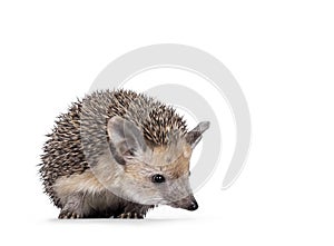 Long Eared Hedgehog on white background