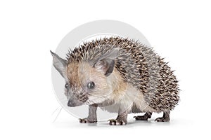 Long Eared Hedgehog on white background