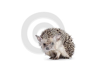 Long Eared Hedgehog on white background