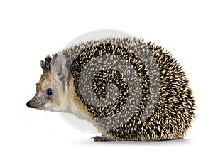 Long eared hedgehog on white background