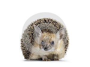 Long eared hedgehog on white background