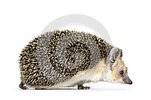 Long eared hedgehog on white background