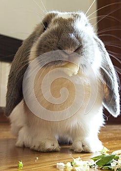 Long eared mini lop belier