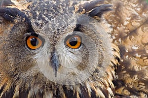 Long-eared Owl