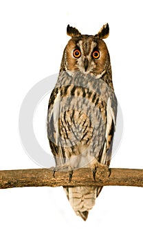 Long-eared Owl