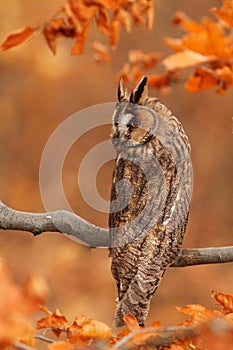 Long-eared Owl