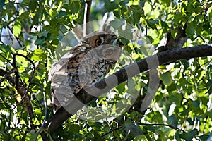 Long-eared Owl