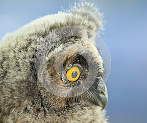 Long-eared owl