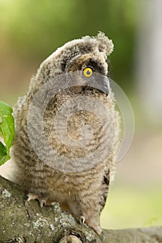 Long-eared owl