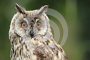 Long-eared owl