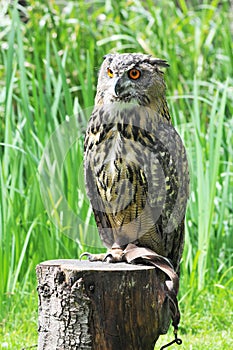 Long-eared owl