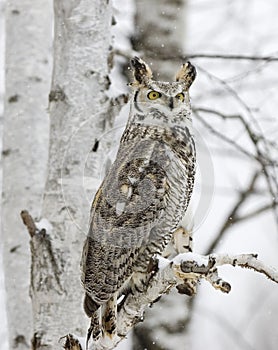 Long eared owl