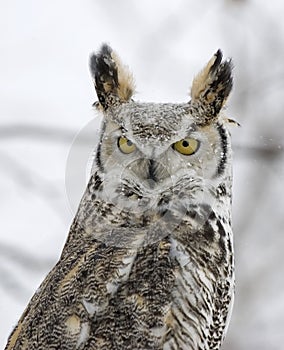 Long eared owl