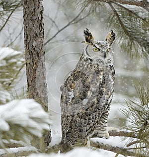 Long eared owl