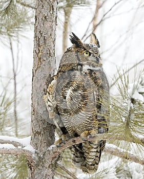 Long eared owl