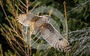 The long-eared owl, also known as the northern long-eared owl