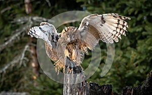 The long-eared owl, also known as the northern long-eared owl