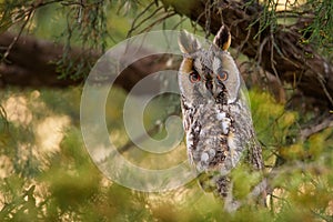 Long-eared owl Asio otus
