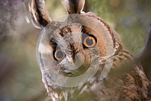 Long-eared owl - Asio otus