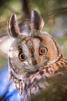 Long-eared owl Asio otus