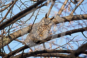 Long-eared owl Asio otus