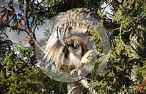 Long-eared owl Asio otus