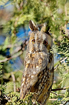 Long-eared Owl Asio otus