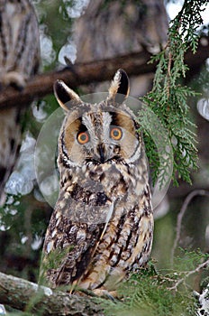 Long-eared Owl Asio otus